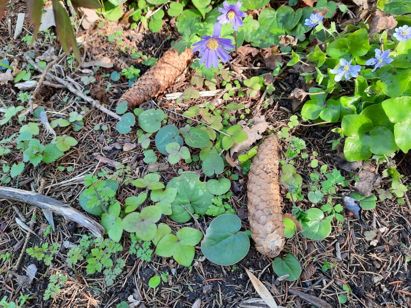 Hepatica