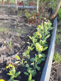 Primula veris - Jelitto