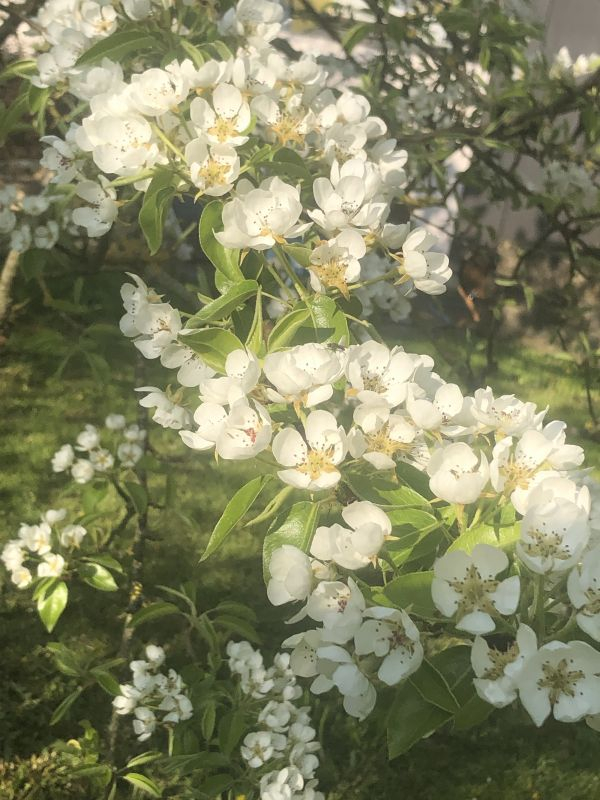 Birne Köstliche von Charneau, als Buschbaum