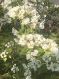 Birne Köstliche von Charneau, als Buschbaum