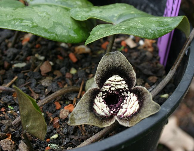 Asarum magnificum