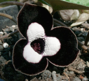Asarum maximum - Blüte