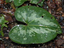 Asarum maximum - Blatt