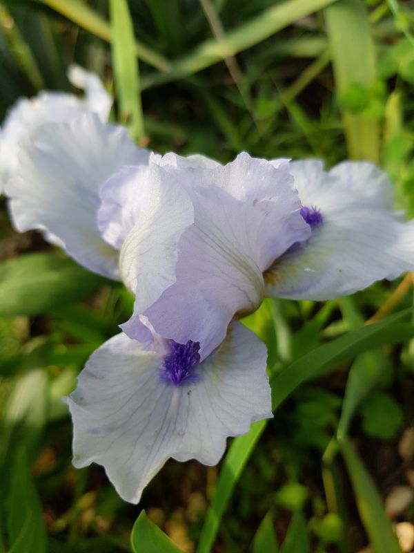 ForeverBlue_SDB