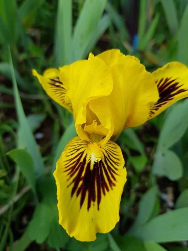 Eyebright_SDB