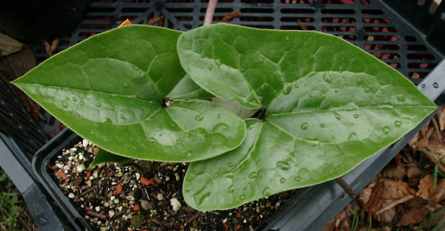 Asarum campaniflorum - Blatt