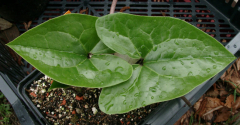 Asarum campaniflorum - Blatt