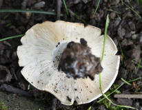 Pilz Unterseite