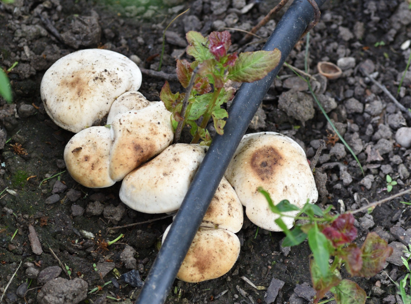 Pilze2 Mauerbeet