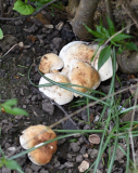 Pilze1 Mauerbeet