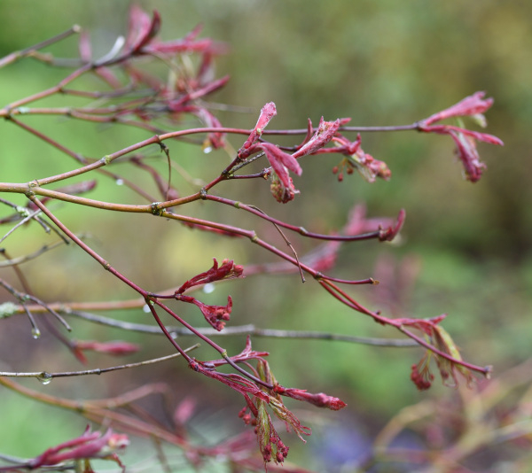 Acer palmatum Masukagami Austrieb