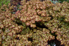 Acer palmatum Murasaki Kiyohime