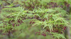 Acer palmatum dissectum Seiryu Blüte
