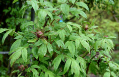 Paeonia Sang Lorrain