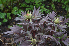 Paeonia Yachiyo tsubaki