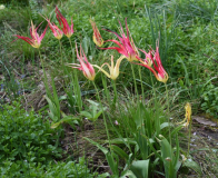 Tulipa acuminata