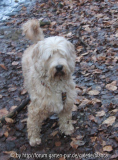 Snoopy vorher.jpg