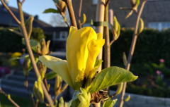 2023-05-09 Daphne