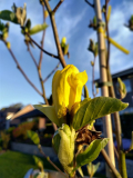 2023-05-09 Daphne