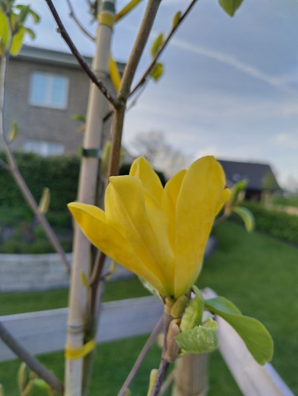 Daphne