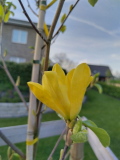 Daphne