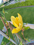 Daphne
