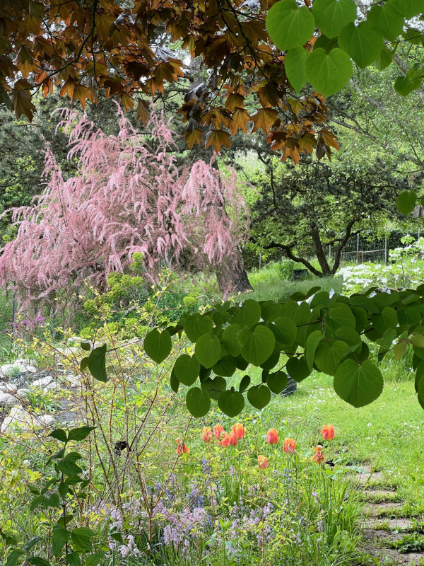 Süd Katsura bis Tamariske