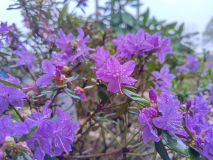 2023-05-10 Blumiria