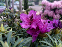 2023-05-10 Graziella Blue