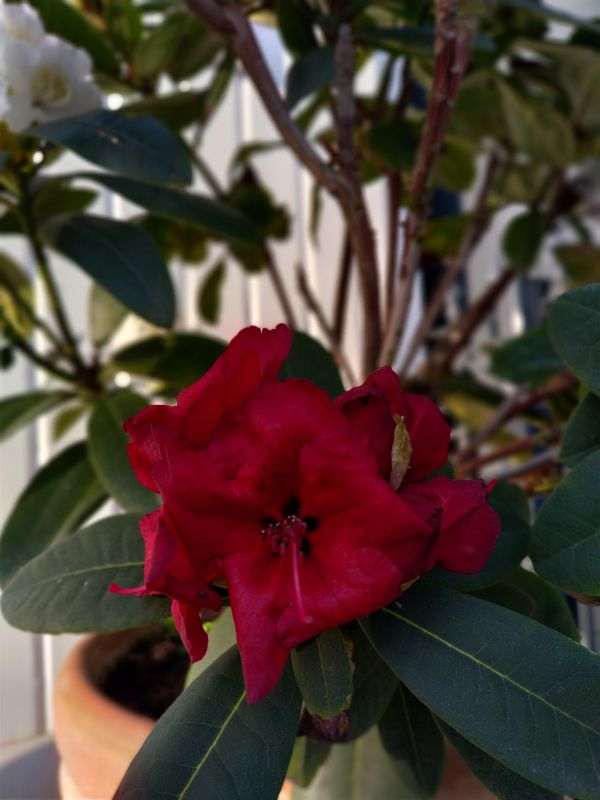 2023-05-12 Red Jack