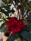 2023-05-12 Red Jack