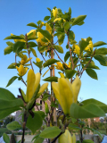 2023-05-14 Daphne