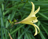 Hemerocallis minor Soloblüte