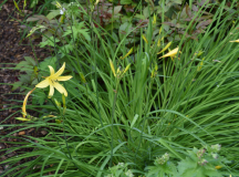 Hemerocallis minor Horst
