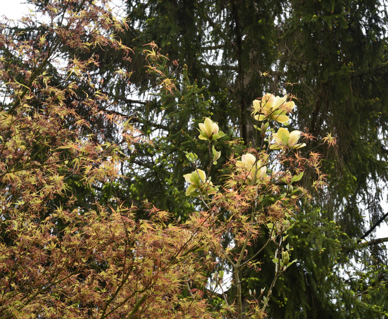 Magnolia Sunsation