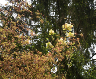 Magnolia Sunsation