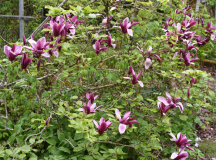 Magnolia Nigra