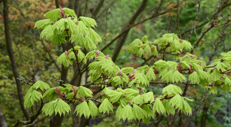 Acer shirasawanum Aureum, Austrieb