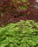 Acer-Duo hellgrün-rot