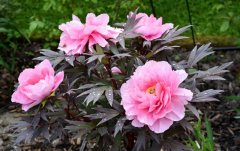 Paeonia suffruticosa Yachiyo tsubaki