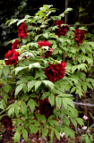 Paeonia Sang Lorrain
