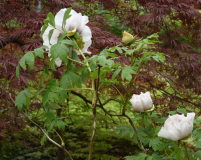 Paeonia rockii UK-Form Rückseite