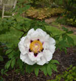Paeonia rockii UK-Form von vorne