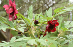 Paeonia delavayi