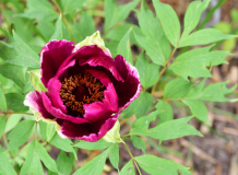 Paeonia suffruticosa Kokuryo nishiki