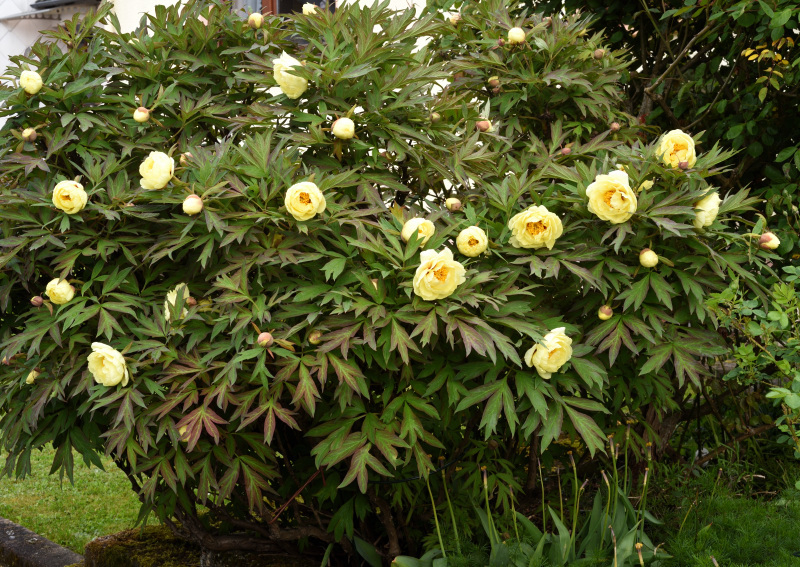 Paeonia lutea High Noon