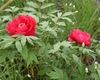 Paeonia suffruticosa rot halbgefüllt