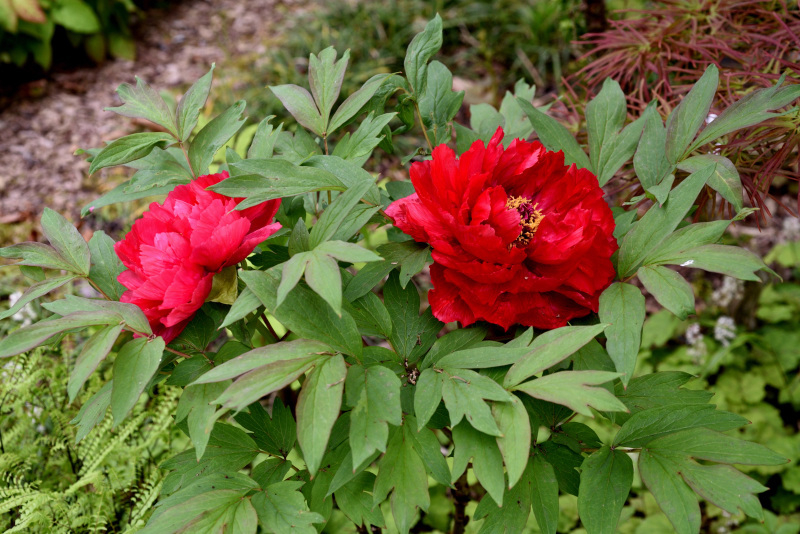 Paeonia suffruticosa rot gefüllt1