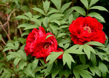 Paeonia suffruticosa rot gefüllt2