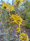 2023-05-18 blaues Wunder